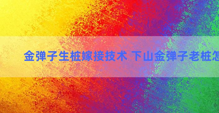 金弹子生桩嫁接技术 下山金弹子老桩怎么嫁接